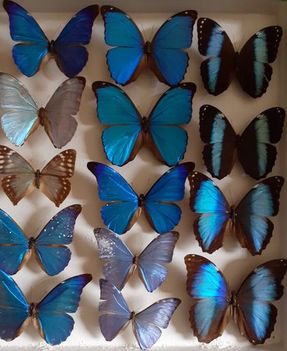Grande boîte entomologique vitrée comprenant...