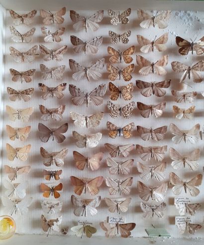 Boîte entomologique vitrée comprenant plus...