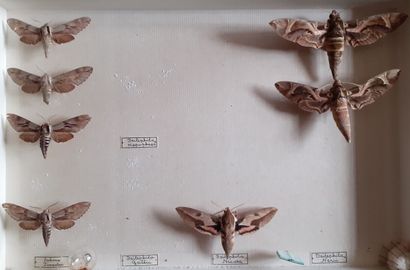 Boîte entomologique vitrée comprenant 7 spécimens...