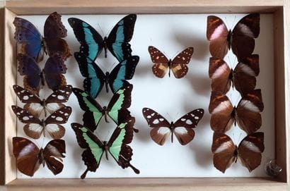 Glass entomological box containing 15 specimens...