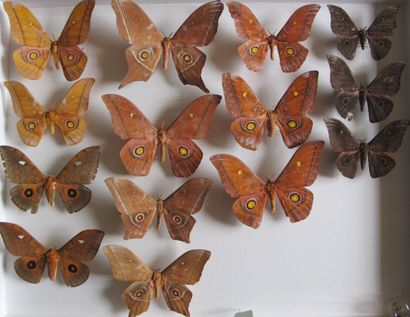 Grande boîte entomologique vitrée comprenant...