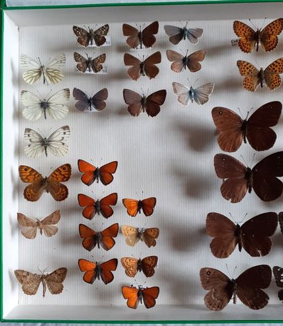 Boîte entomologique vitrée comprenant 45...