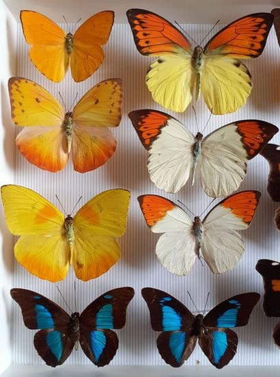 Glass entomological box containing 14 specimens...