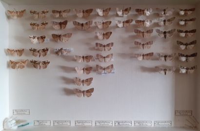 Entomological glass box containing 42 specimens...