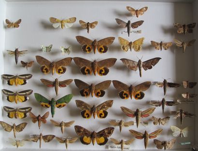 Grande boîte entomologique vitrée comprenant...