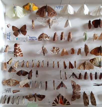 Boîte entomologique vitrée comprenant plus...