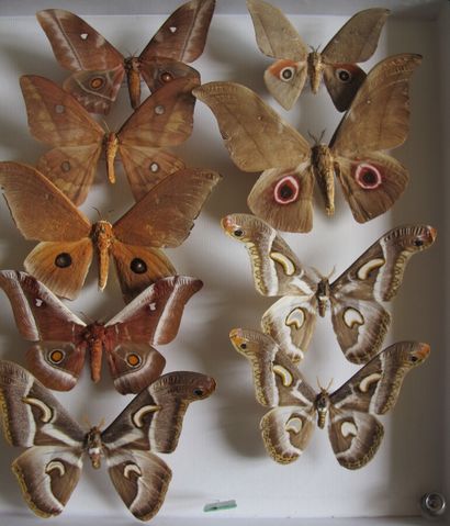 Grande boîte entomologique vitrée comprenant...