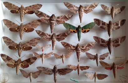 Glass entomological box containing 20 specimens...