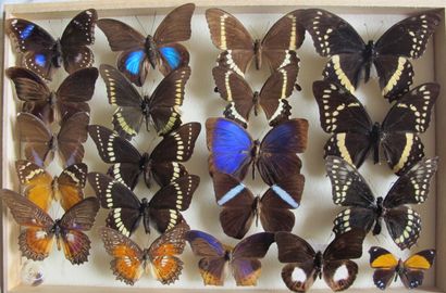 Boîte entomologique vitrée comprenant 20...