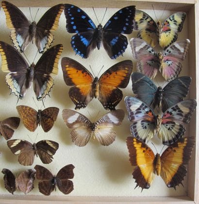 Glass entomological box containing 26 specimens...