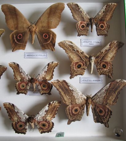 Grande boîte entomologique vitrée comprenant...