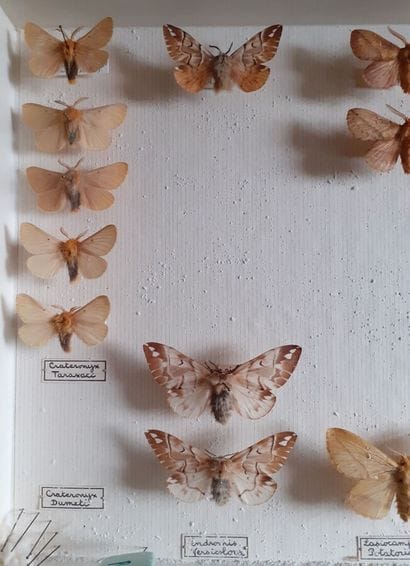 Entomological glass box containing 16 specimens...
