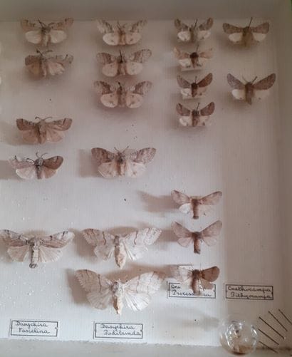 Glass entomological box containing 37 specimens...