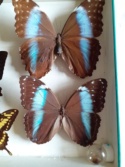 Boîte entomologique vitrée comprenant 9 spécimens...