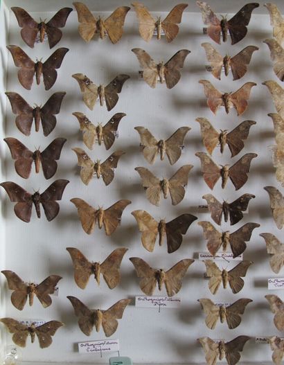 Large glass entomological box with more than...
