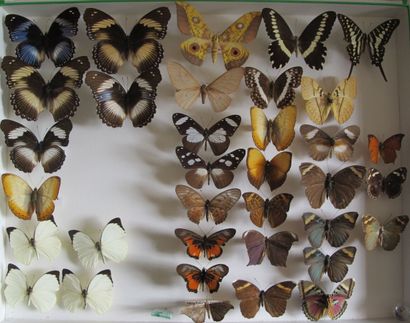 Large glass entomological box with more than...