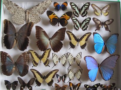 Grande boîte entomologique vitrée comprenant...