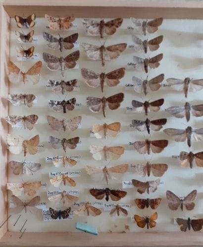 Boîte entomologique vitrée comprenant plus...
