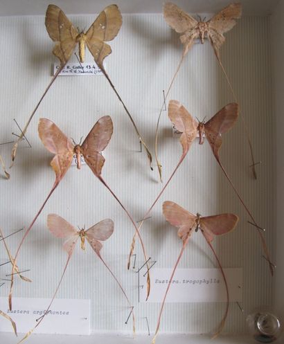 Boîte entomologique vitrée comprenant 12...