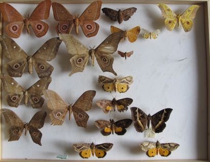 Grande boîte entomologique vitrée comprenant...