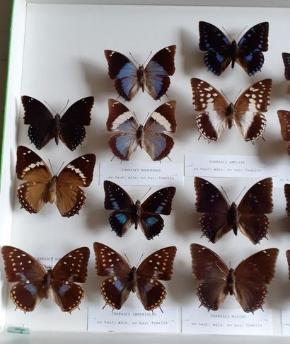 Grande boîte entomologique vitrée comprenant...
