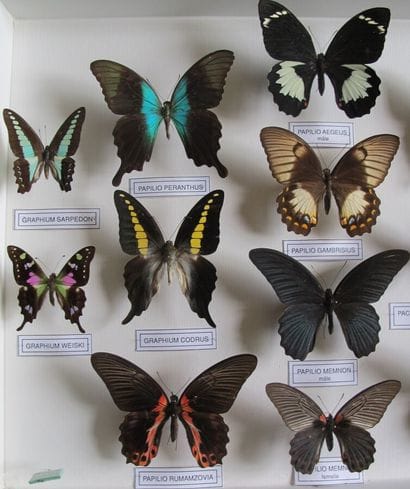 Grande boîte entomologique vitrée comprenant...