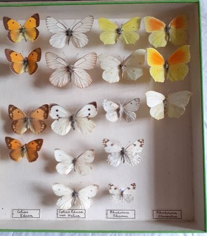 Entomological glass box containing 28 specimens...