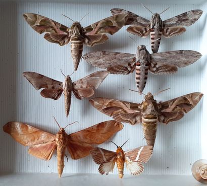 Boîte entomologique vitrée comprenant 7 spécimens...