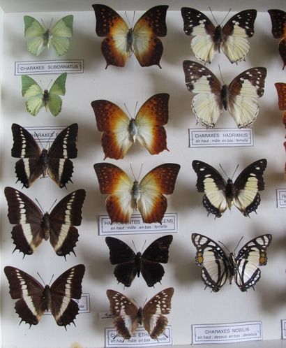 Large glass entomological box containing...