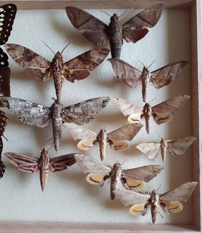 Boîte entomologique vitrée comprenant 19...