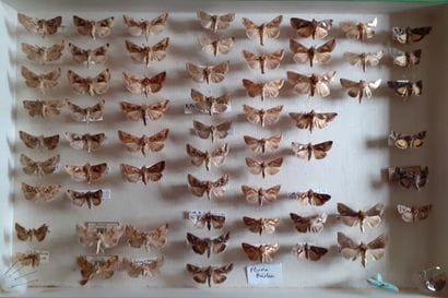 Glass entomological box containing 64 specimens...