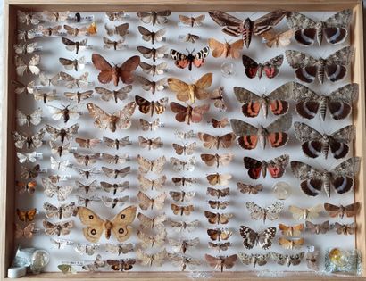 Grande boîte entomologique vitrée comprenant...