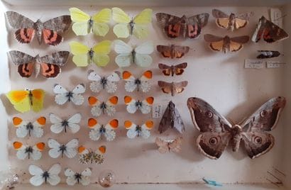 Glass entomological box with 32 specimens...