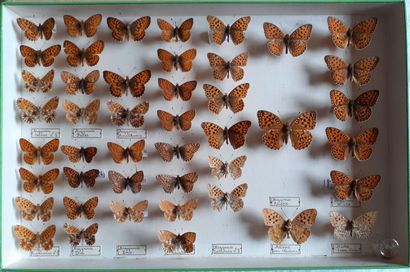 Boîte entomologique vitrée comprenant 45...