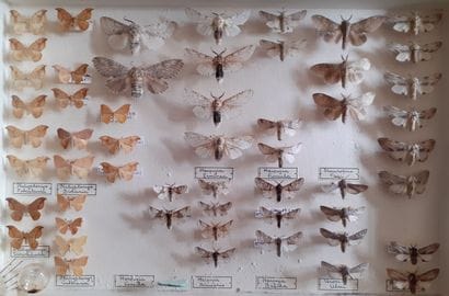 Boîte entomologique vitrée comprenant 54...