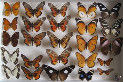 Boîte entomologique vitrée comprenant 25...