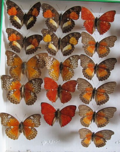 Boîte entomologique vitrée comprenant 33...
