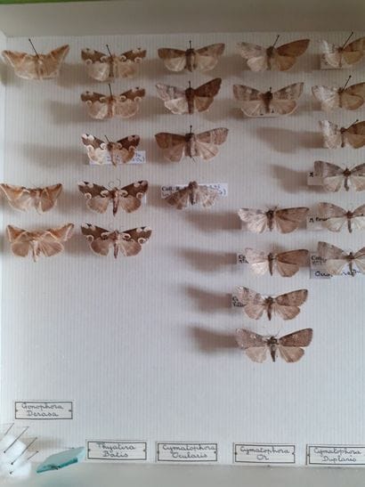 Entomological glass box containing 42 specimens...