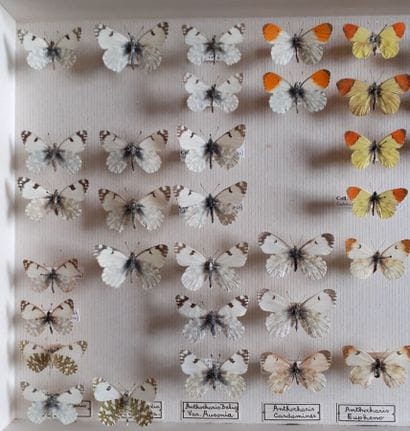Entomological glass box containing 40 specimens...