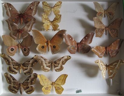 Large glass entomological box with 15 specimens...