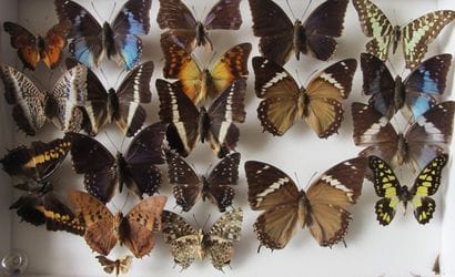 Glass entomological box containing 20 specimens...