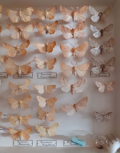 Boîte entomologique vitrée comprenant 61...