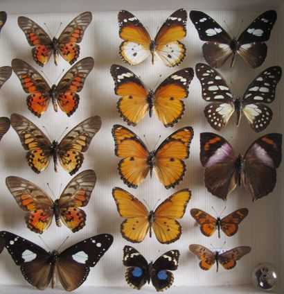 Boîte entomologique vitrée comprenant 25...
