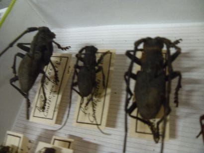 Boîte entomologique vitrée comprenant 32...