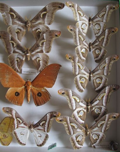 Grande boîte entomologique vitrée comprenant...