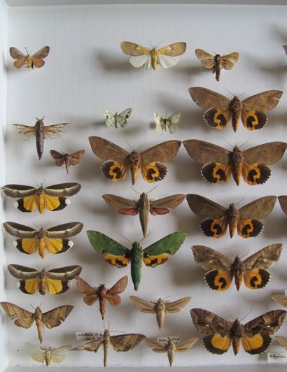 Grande boîte entomologique vitrée comprenant...