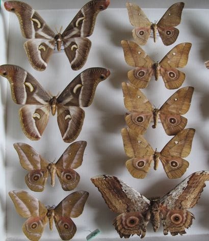 Grande boîte entomologique vitrée comprenant...
