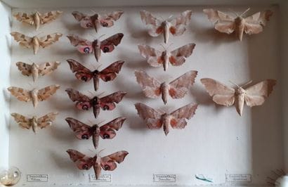 Entomological glass box containing 17 specimens...