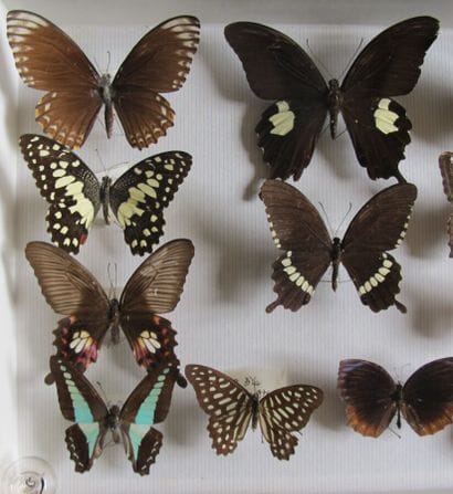 Glass entomological box containing 15 specimens...