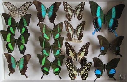 Boîte entomologique vitrée comprenant 15...